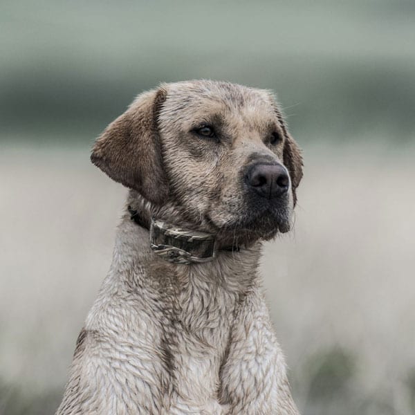 SportDOG WetlandHunter 1825X