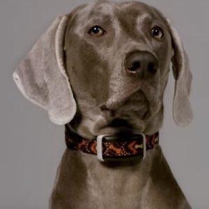 Wireless Containment