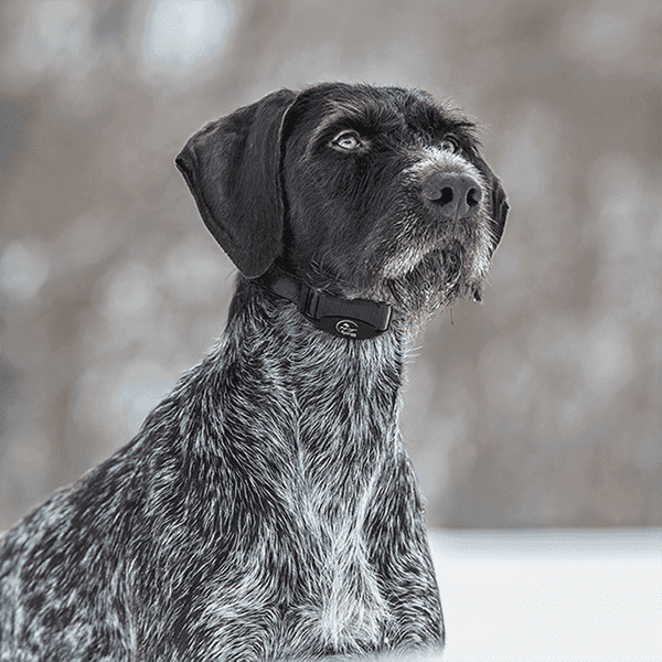 SportDOG NoBark SBC-8