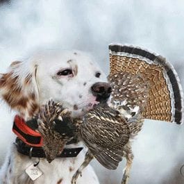 Gun Dog Supplies