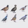 Quail Stickers